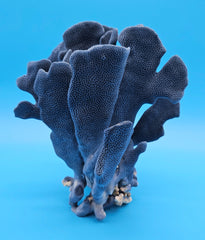 Vintage coral display piece in striking marine blue color