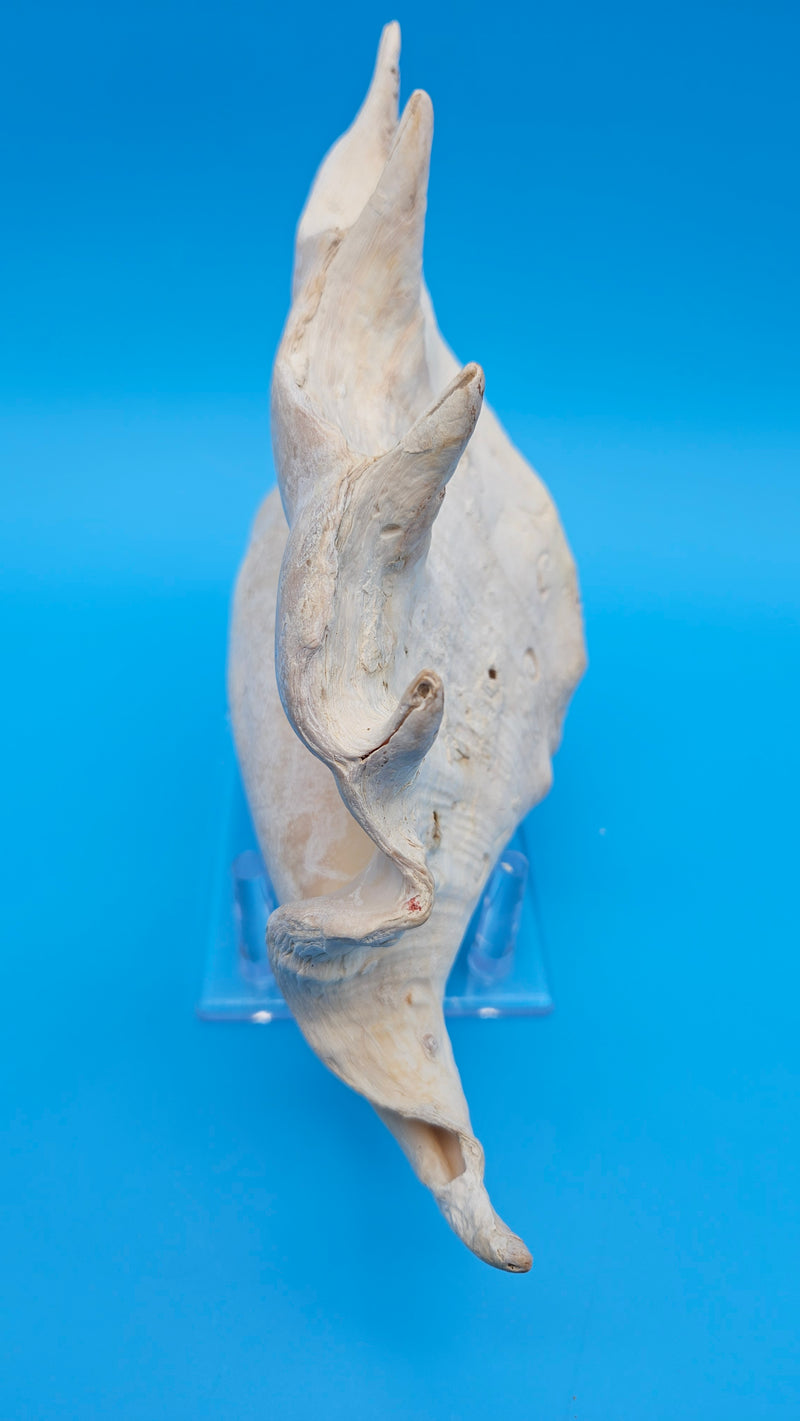 Indo-Pacific Lambis Truncata natural shell close-up