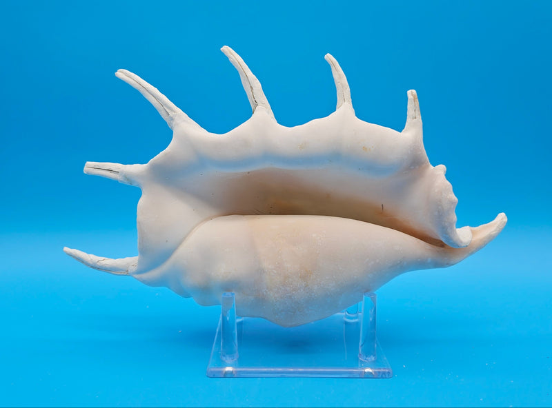 Indo-Pacific Lambis Truncata white conch shell display