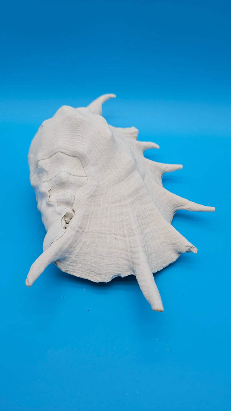 Giant Spider Conch Lambis truncata from Indo-Pacific