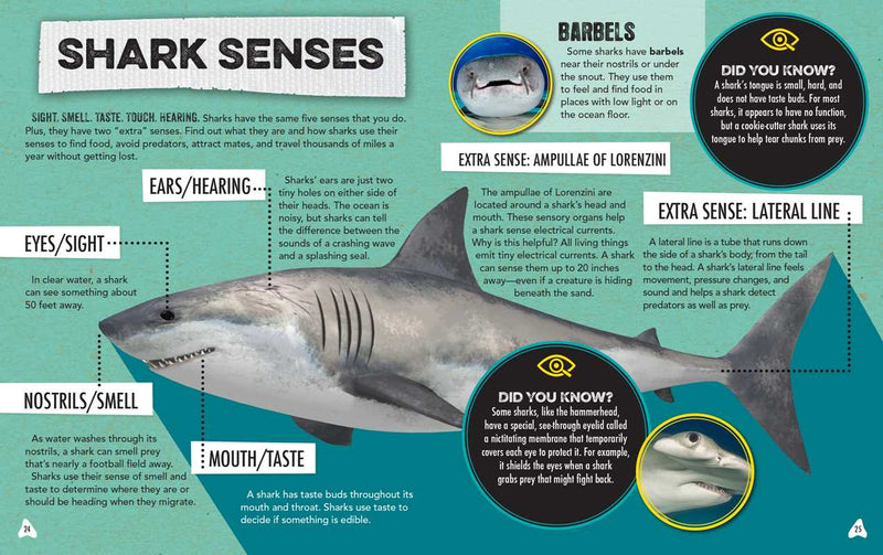 Educational infographic about shark senses with a shark illustration and text on a teal background.