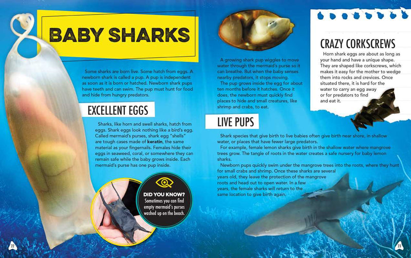 Educational page about baby sharks with images and text.