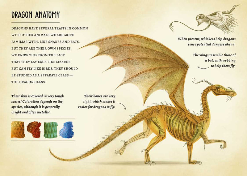 Illustration of a dragon with anatomical details and text on a beige background