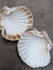 A collection of raw baking scallop shells in natural tones of white, beige, and brown, showcasing their distinct ribbed texture and organic imperfections, arranged on a rough, gray concrete surface.