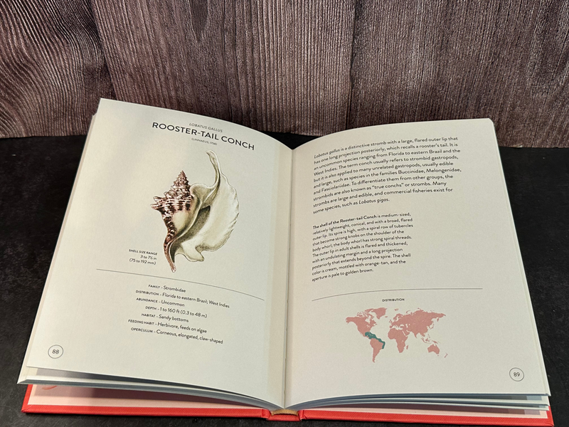 Inside of The Little Book of Shells: Gems of Nature by M.G. Harasewych and Fabio Moretzsohn, featuring an intricate shell illustration of a Rooster-Tail Conch with scientific information.