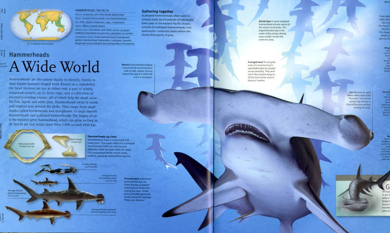 Open book showing a hammerhead shark illustration with educational text on a blue background