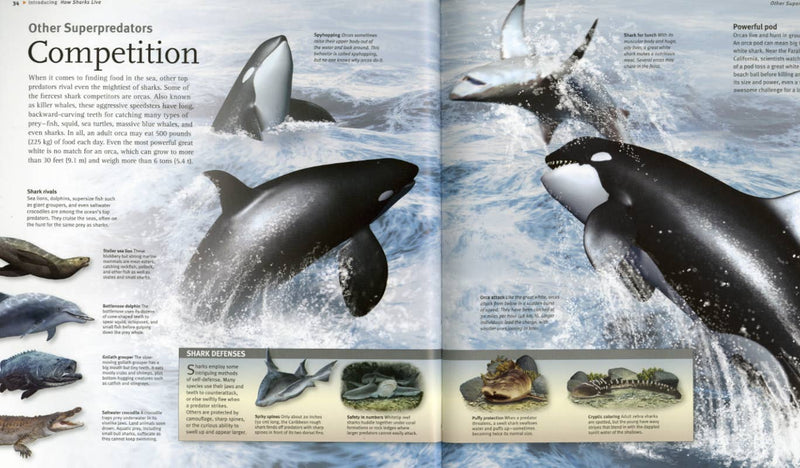 Open book showing illustrations of orcas and text about superpredators and competition.