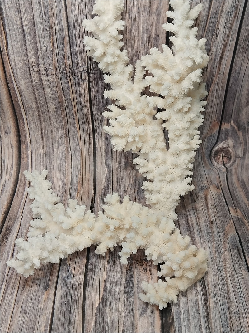 Detailed shot of the intricate structure of a vintage Branch Coral on display.