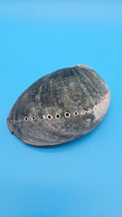 Haliotis cracherodii black shell - ocean tone natural decor
