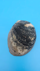 Haliotis cracherodii shell display - natural ocean tone accent