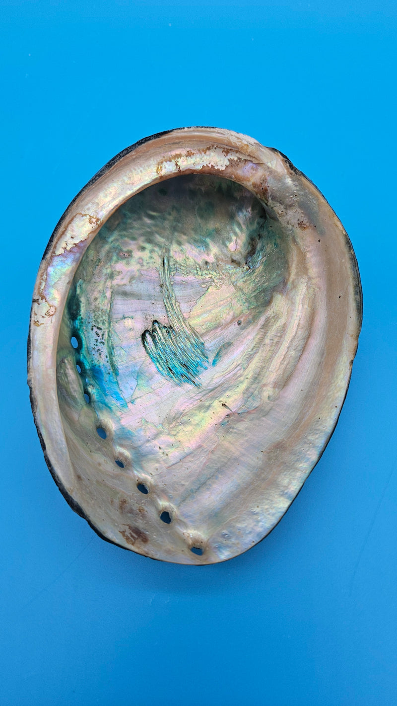 Natural black abalone shell display for coastal decor - Pacific origin