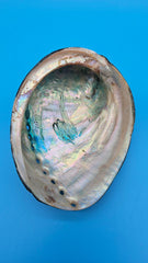 Natural black abalone shell display for coastal decor - Pacific origin