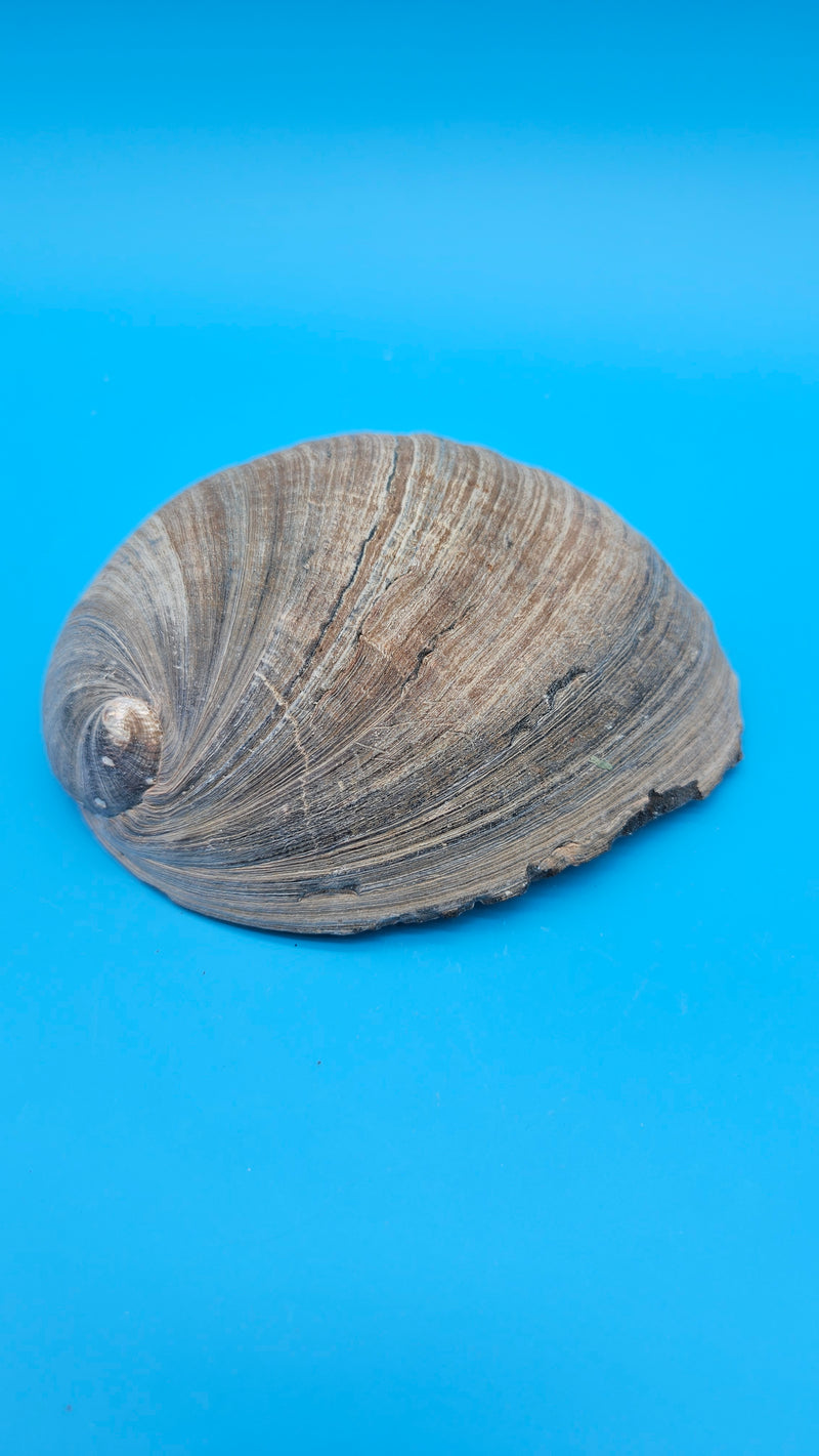 Polished black abalone shell - natural coastal decorative piece
