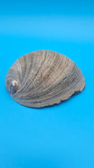 Polished black abalone shell - natural coastal decorative piece