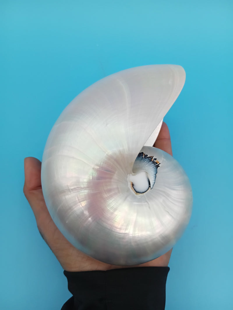 Close-up polished Pearl Nautilus shell – iridescent finish 5"