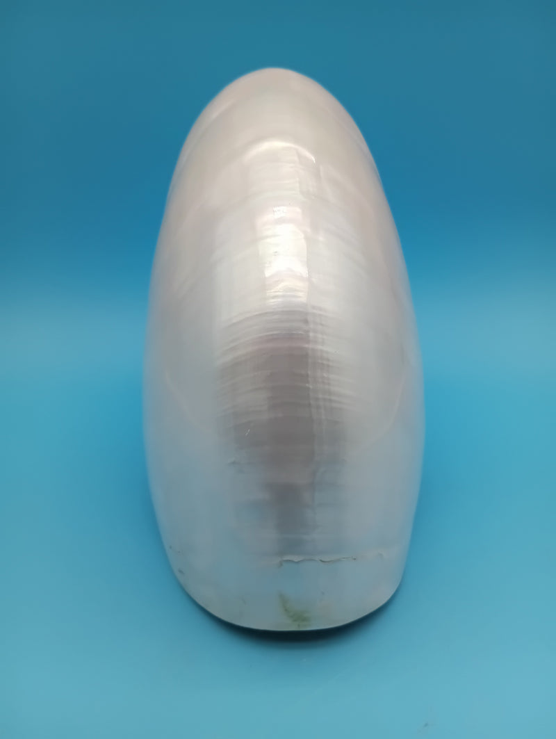 Close-up polished Pearl Nautilus shell – iridescent white finish