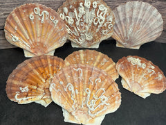 A collection of vibrant Irish Flat Scallop shells with natural organic growth, including tube worms and barnacles, displayed on a dark surface with a wooden background. The shells showcase a range of colors from orange and pink to brown, with unique textures and markings adding to their natural beauty.