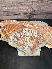 A collection of vibrant Irish Flat Scallop shells with natural organic growth, including tube worms and barnacles, displayed on a dark surface with a wooden background. The shells showcase a range of colors from orange and pink to brown, with unique textures and markings adding to their natural beauty.