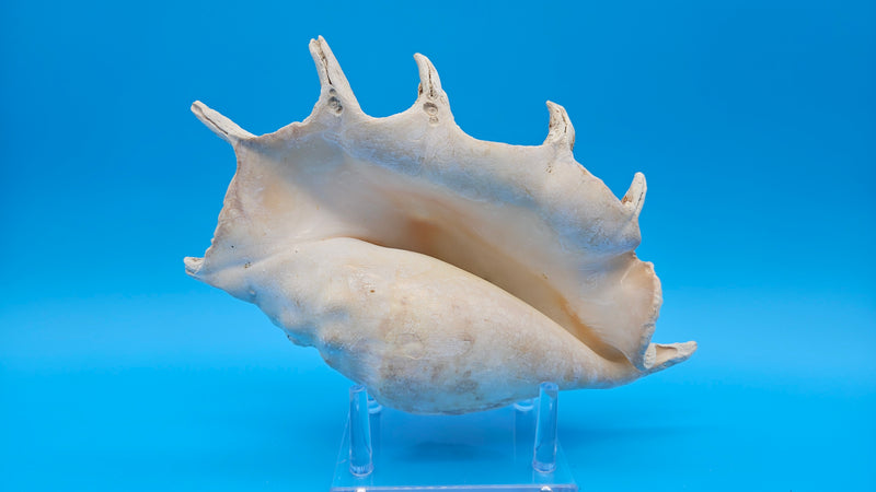 Lambis Truncata spider conch ivory toned shell close view