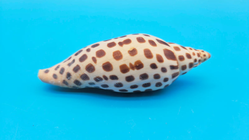 Collectible Seashells | Display & Specimen Shells - Page 7 | Loving ...