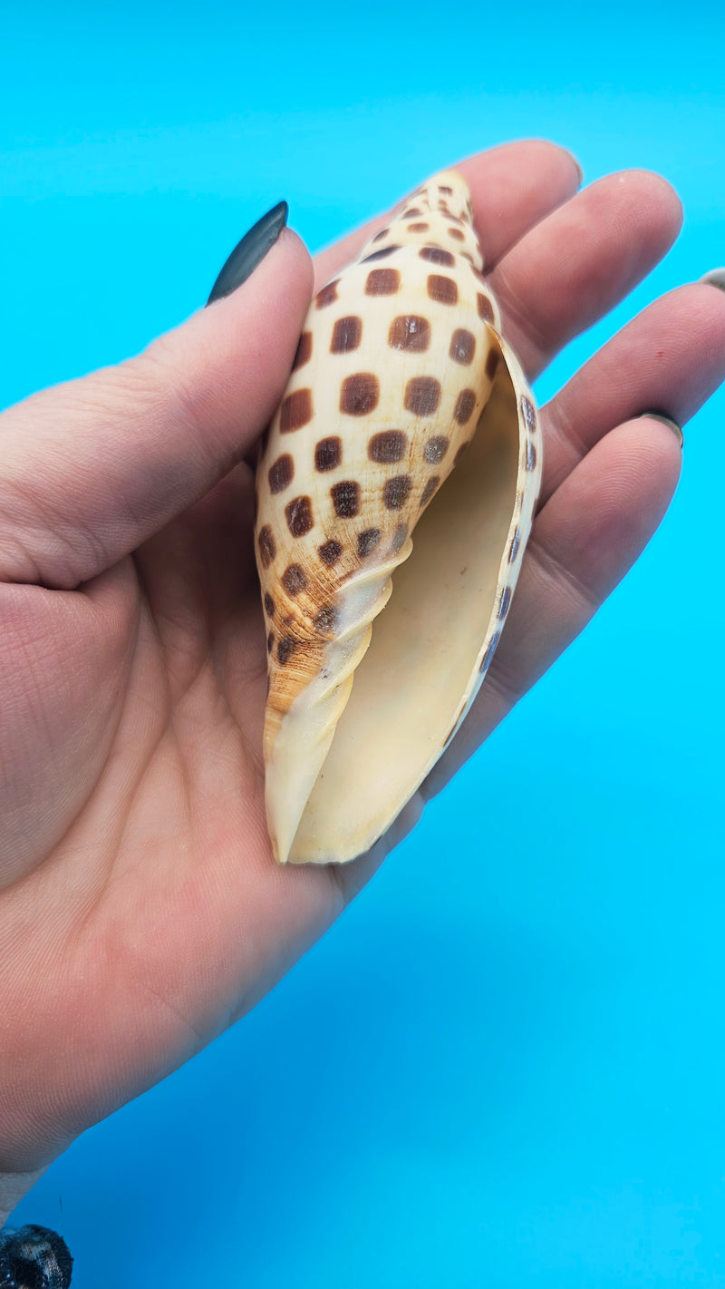 Butiful Spoted Shell Junonia Volute Shell - 3.8
