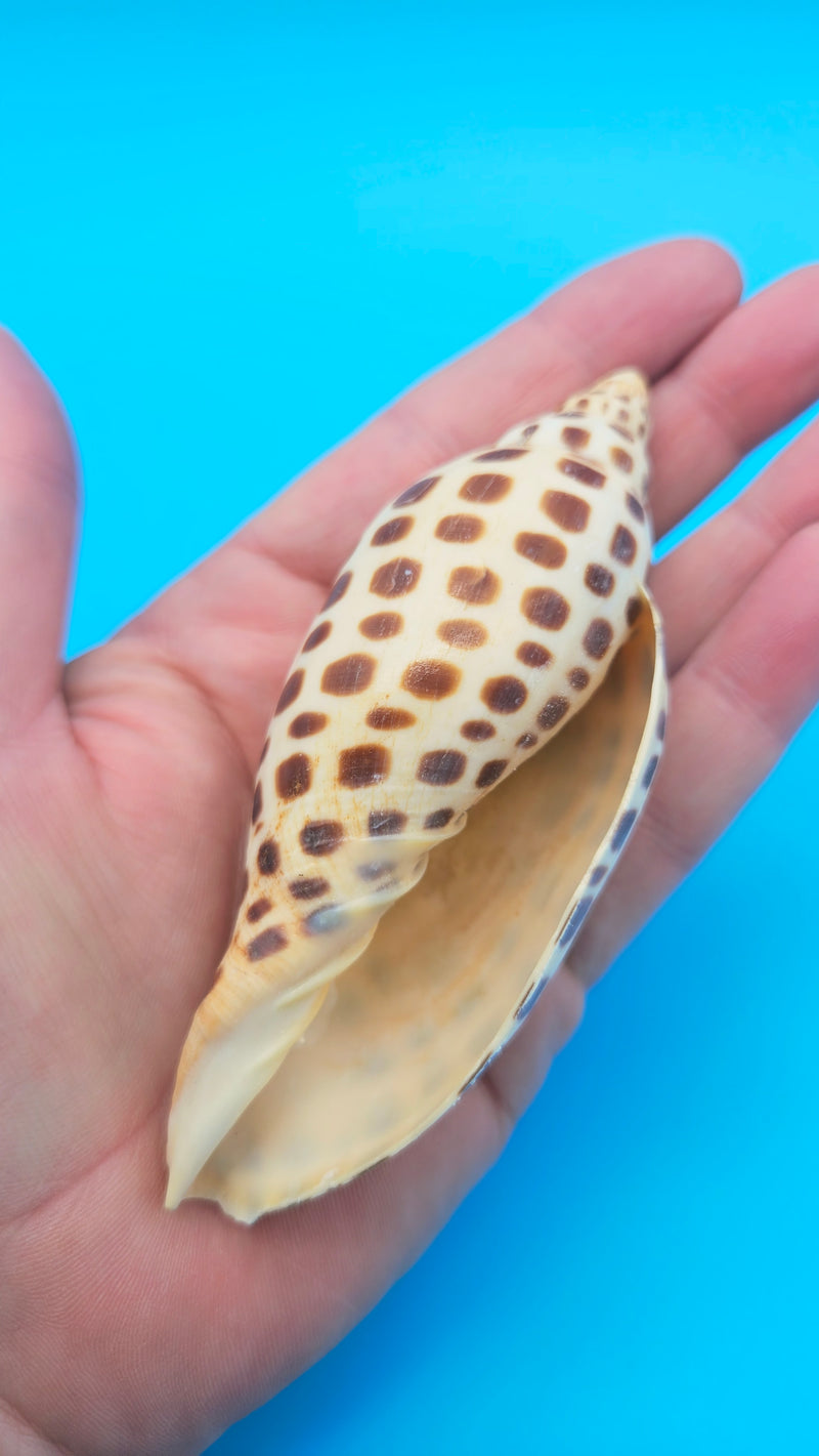 Junonia Volute Shell - 4.1" Spotted Scaphella Junonia Sea Shell ...