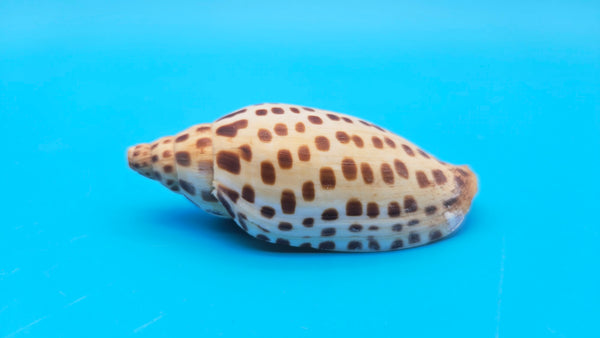 Side profile of the rare Junonia seashell (Scaphella junonia) against a bright blue background, showcasing its smooth surface and streamlined shape.