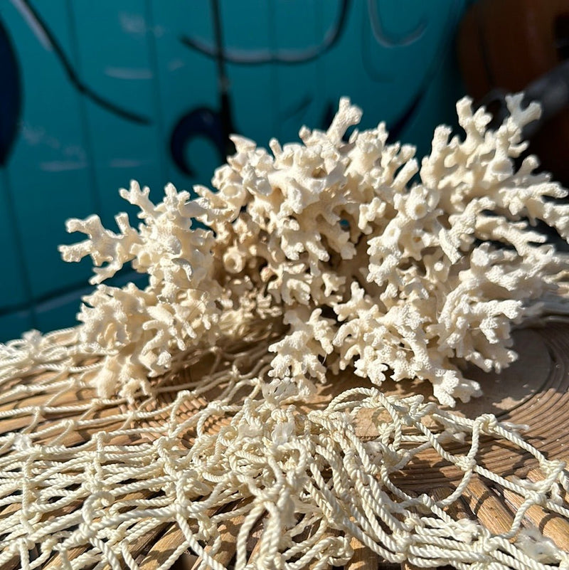 Group of lace coral specimens styled together - decorative coastal accents