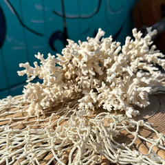Group of lace coral specimens styled together - decorative coastal accents