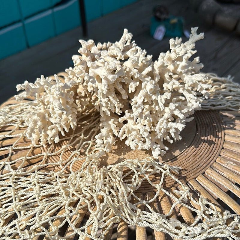 Lace coral specimen with branching texture on netted display - coastal accent decor