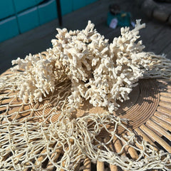 Lace coral specimen with branching texture on netted display - coastal accent decor