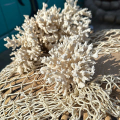 Vintage lace coral specimen displayed on netting - coastal decorative accent