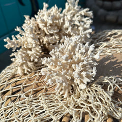 Close-up of natural white lace coral, perfect for coastal decor.