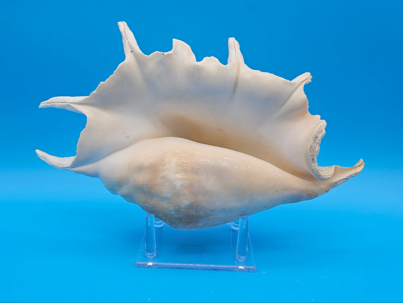 Natural Lambis Truncata conch shell 12.75 inch from ocean