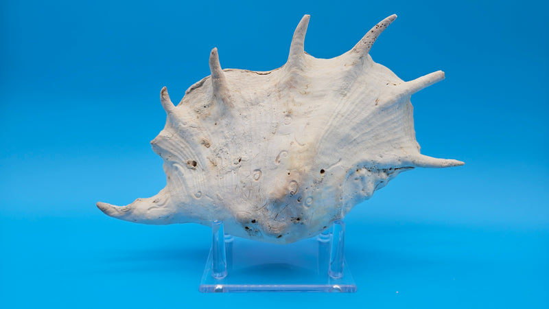 Large white Lambis Truncata shell with flared edges