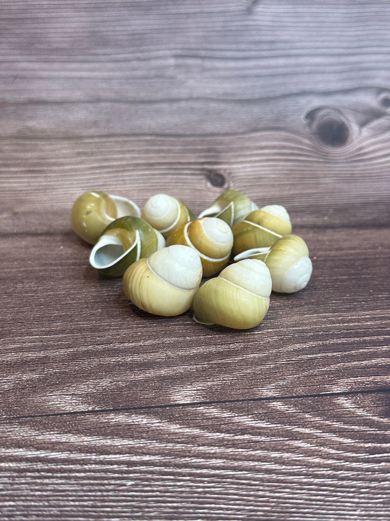 Group of Helicostyla jonasi land snail shells in natural green and tan tones, displayed on a wooden surface.