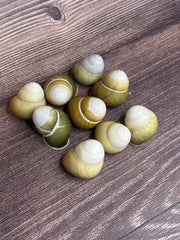 Group of Helicostyla jonasi land snail shells in natural green and tan tones, displayed on a wooden surface.