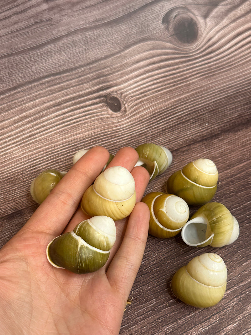 Group of Helicostyla jonasi land snail shells in natural green and tan tones, displayed on a wooden surface. Two land snails are displayed on a hand.