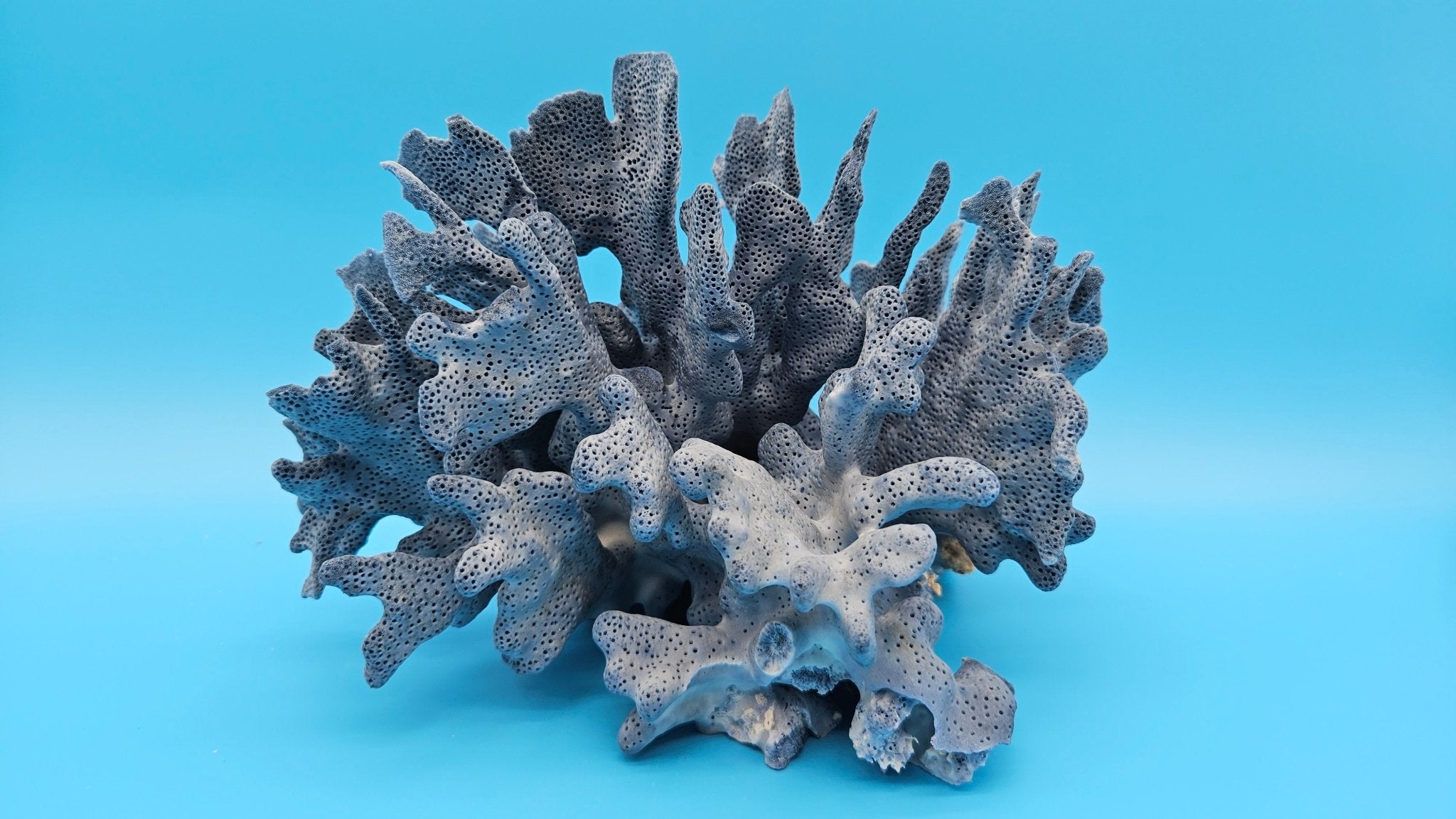 Vintage Blue Ridge Coral Specimen – Heliopora coerulea | Loving
