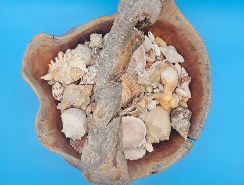 Large rustic driftwood basket with seashells – handmade coastal décor accessory