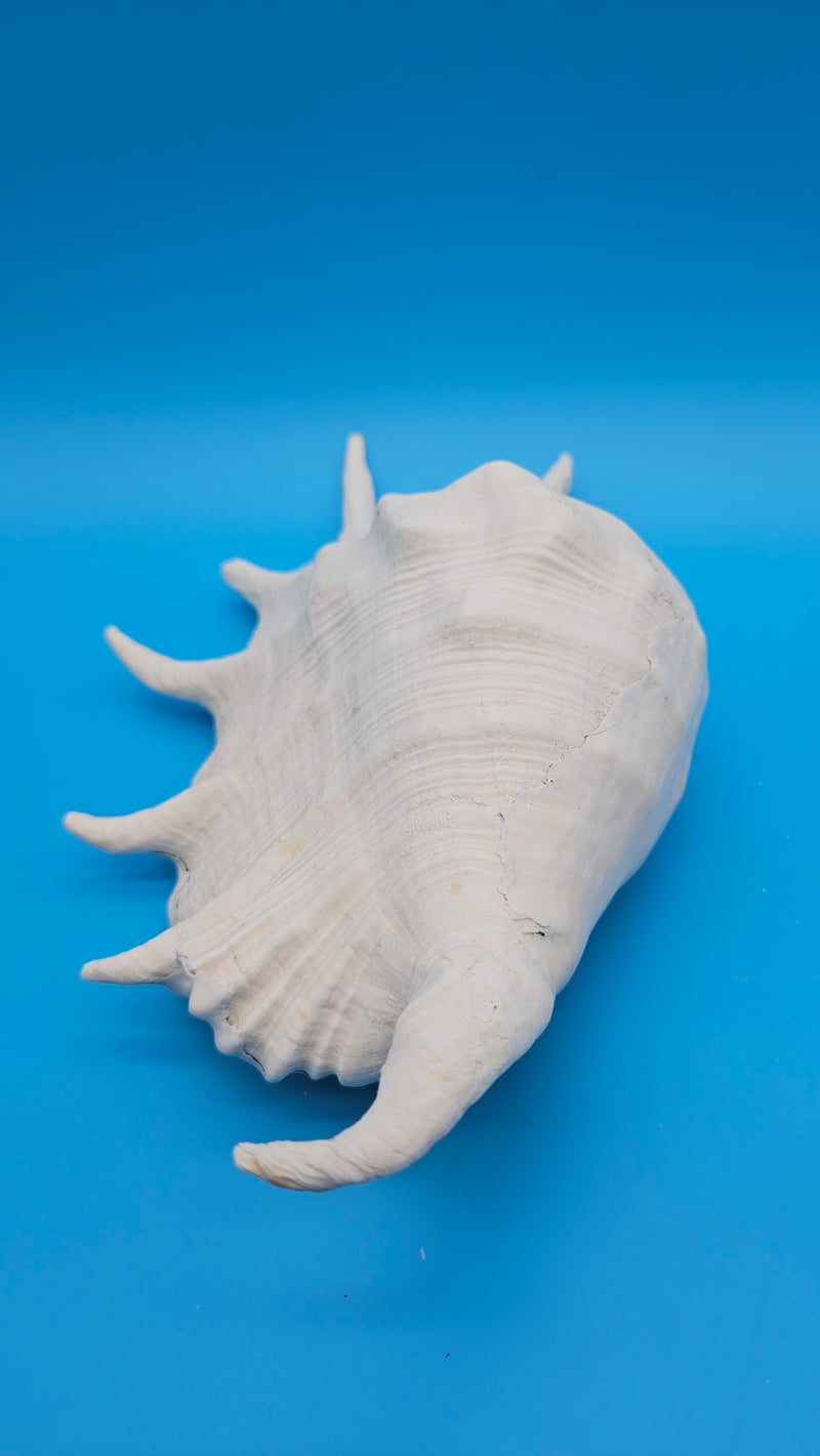 Large ocean Lambis Truncata shell 11 inch side view