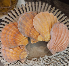 Vibrant Orange Lion's Paw Scallop Shells displayed on a wooden and netted surface, showcasing their bold ribbed textures and radiant orange hues.