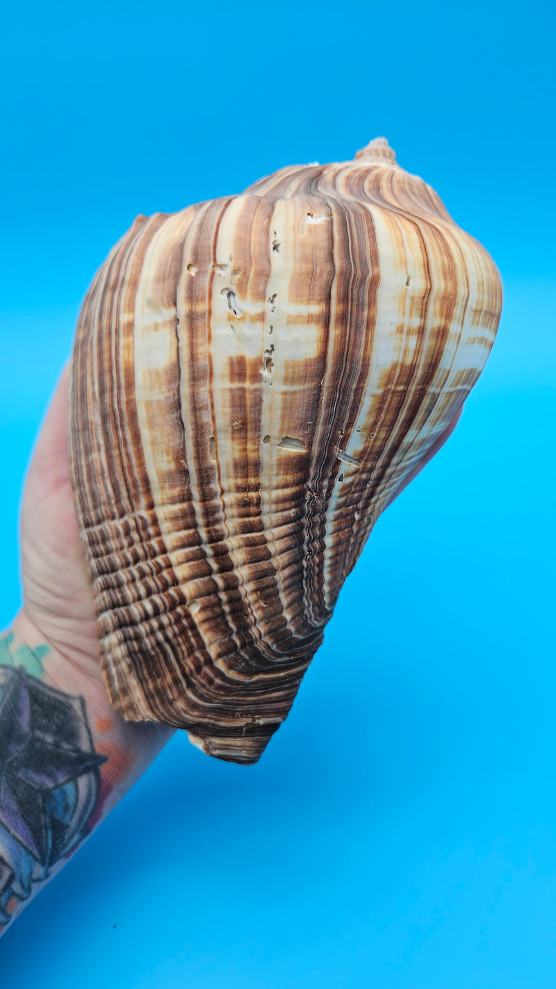 Large Pacific Crown Conch display shell for coastal home decor – museum-quality natural specimen