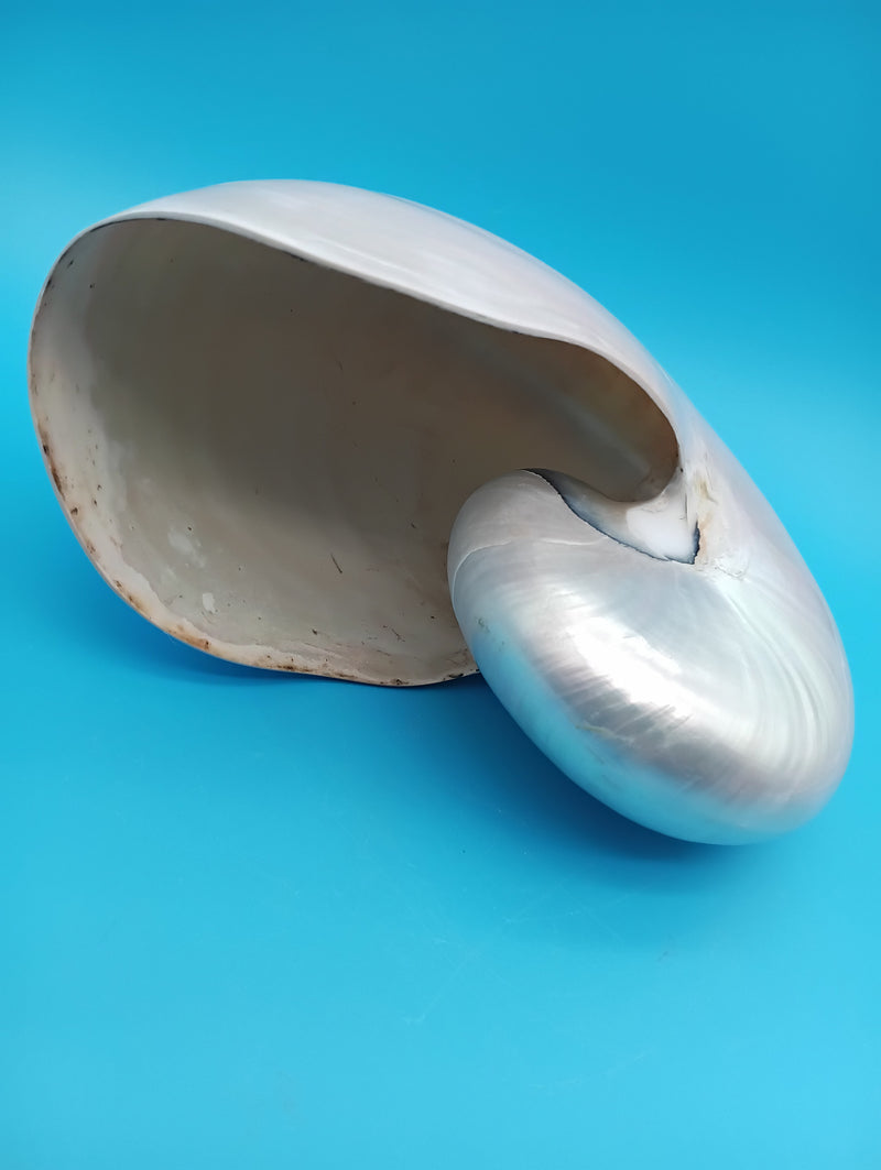 Close-up polished Pearl Nautilus shell – iridescent white finish