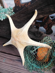 Large pink tip sea star with five arms – ocean-inspired decorative piece