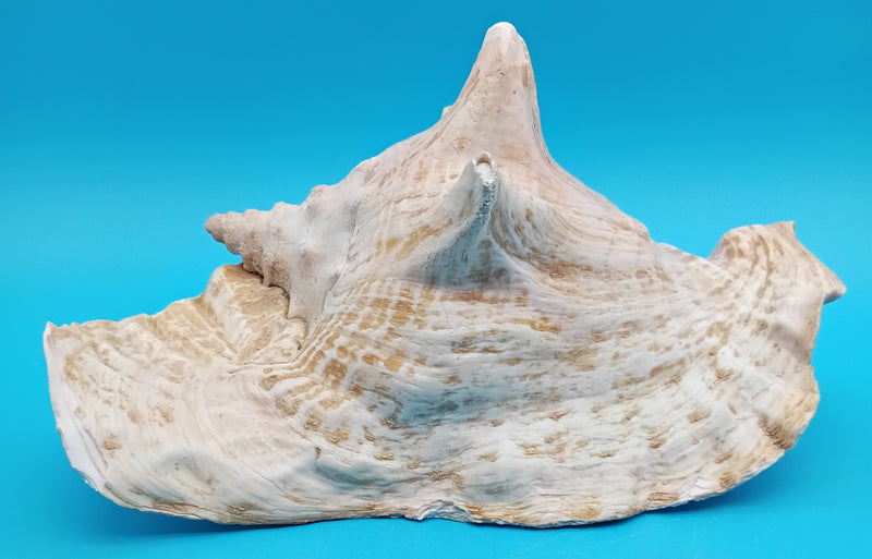 Side view of Queen Conch shell showing spiral and flared lip