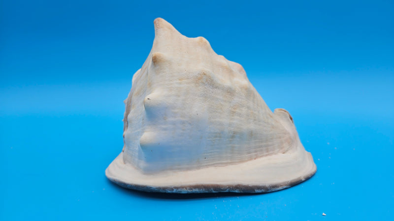 Natural Queen Helmet sea shell – large collector’s display piece