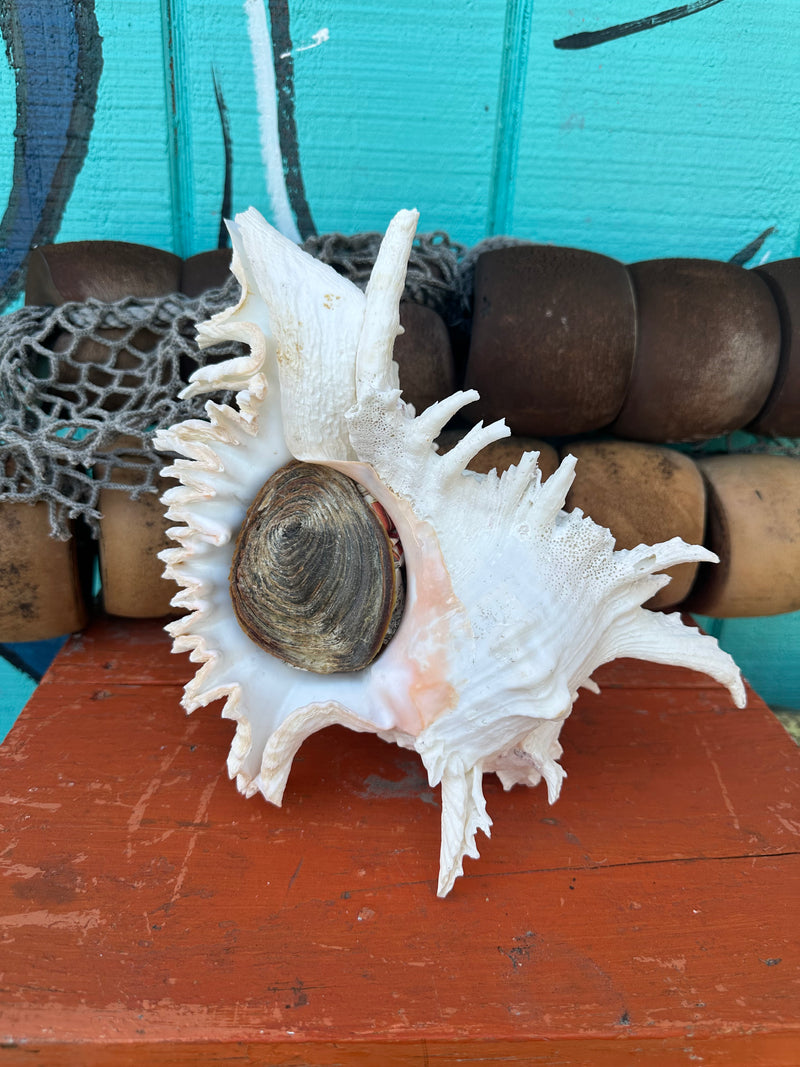 Large Ramose Murex shell with operculum 11" coastal display – front view
