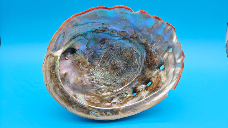Large red abalone shell with iridescent interior – shimmering natural coastal display piece
