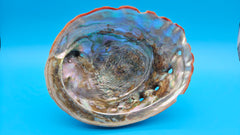 Large red abalone shell with iridescent interior – shimmering natural coastal display piece